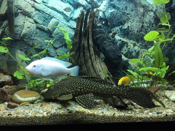 Les aquariums à visiter avec des enfants en France